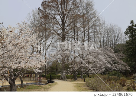 桜のある美しい風景 桜のある美しい風景 124861670