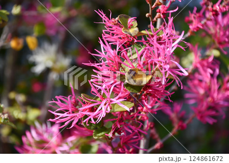 ベニバナトキワマンサク　chinese fringe bush	 124861672