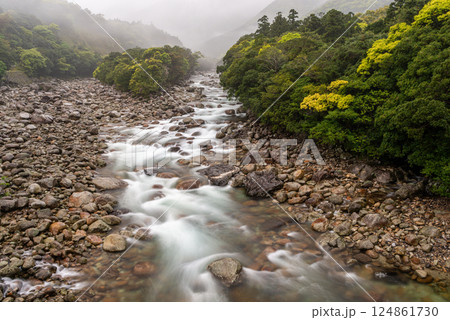 新緑と川霧 宮之浦川渓谷 洋上アルプス屋久島 新緑と川霧 宮之浦川渓谷 洋上アルプス屋久島 124861730