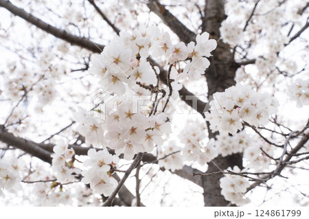白にとける春の光景③ 白にとける春の光景③ 124861799