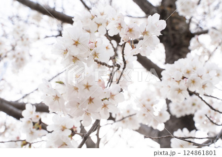 白にとける春の光景① 白にとける春の光景① 124861801