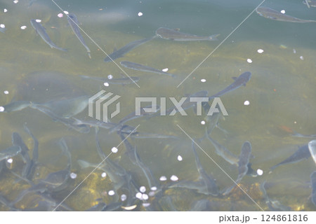 魚の群れ 124861816