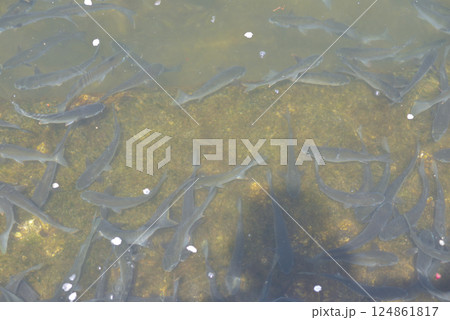 魚の群れ 124861817