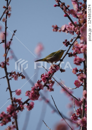 ピンクの梅の花とメジロ ピンクの梅の花とメジロ 124861874