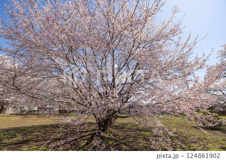 宇宙神代桜 宇宙神代桜 124861902