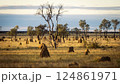 Termite mounds in outback bush landscape in western Australia 124861971