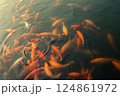 Bright orange and red koi fish swim at the surface of a pong 124861972