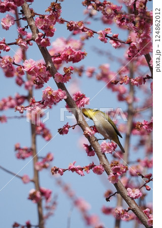 ピンクの梅の花とメジロ ピンクの梅の花とメジロ 124862012