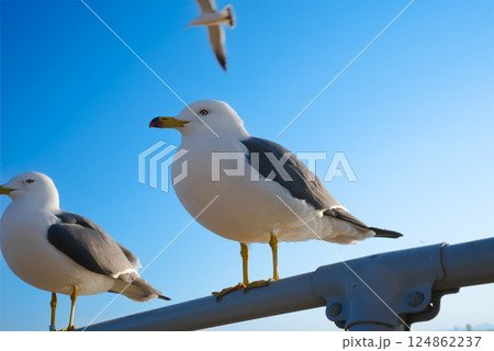 ウミネコと蕪嶋神社の風景｜飛び交う鳥と青空の中で 124862237