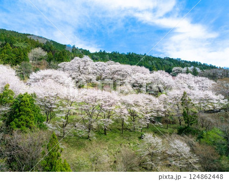 ひょうたん桜と満開の桜が織りなす春景色|高知県仁淀川町 ひょうたん桜と満開の桜が織りなす春景色|高知県仁淀川町 124862448