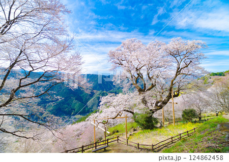 ひょうたん桜と満開の桜が織りなす春景色｜高知県仁淀川町 124862458