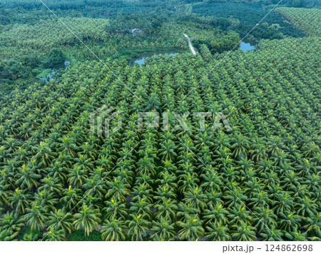 Aerial view of coconut trees field 124862698