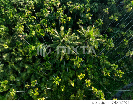 Palm trees in tropical forest 124862706