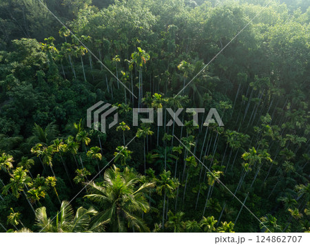 Palm trees in tropical forest 124862707