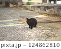 見つめる黒い野良猫 124862810