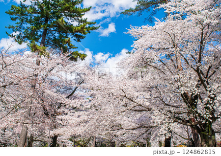 埼玉県　さいたま市　大宮公園　満開の桜 124862815