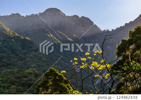新緑若葉　急峻な山　世界自然遺産屋久島 124862838