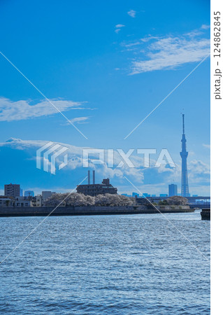 中川から望む桜並木とスカイツリー 中川から望む桜並木とスカイツリー 124862845