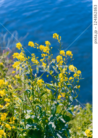 多摩川沿いに咲く菜の花と川面の風景（狛江・登戸・調布エリア） 124862863