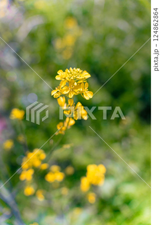 多摩川沿いに咲く菜の花と川面の風景(狛江・登戸・調布エリア) 多摩川沿いに咲く菜の花と川面の風景(狛江・登戸・調布エリア) 124862864