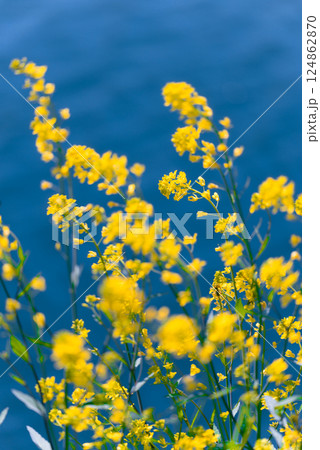 多摩川沿いに咲く菜の花と川面の風景（狛江・登戸・調布エリア） 124862870