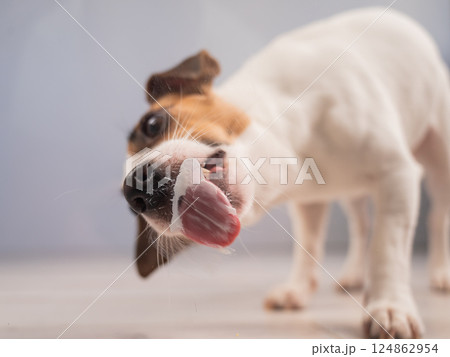 Jack Russell Terrier Dog Licking Glass. Jack Russell Terrier Dog Licking Glass. 124862954