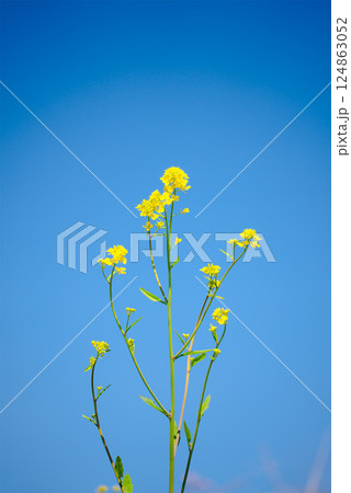 印象的な雲と青空、咲き誇る菜の花が織りなす春のアート風景 印象的な雲と青空、咲き誇る菜の花が織りなす春のアート風景 124863052