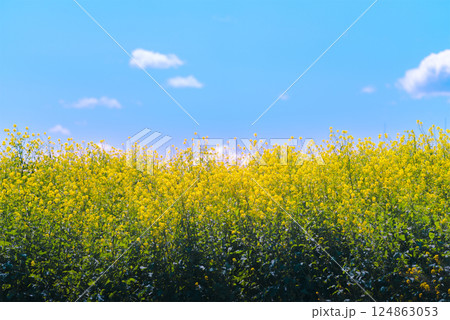 印象的な雲と青空、咲き誇る菜の花が織りなす春のアート風景 124863053