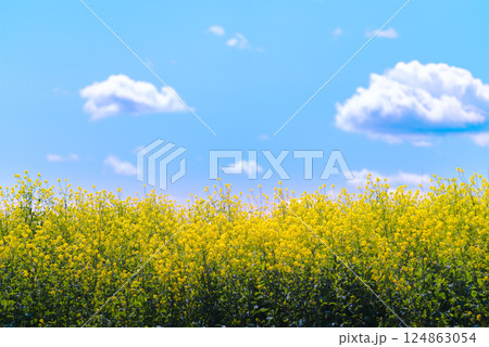印象的な雲と青空、咲き誇る菜の花が織りなす春のアート風景 124863054