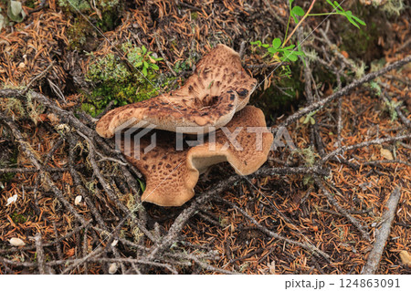Wild sarcodon imbricatus,edible mushroom in forest of China 124863091