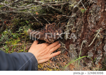 People picking mushrooms, wild sarcodon imbricatus,edible mushroom in forest of China 124863098