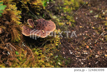 Wild sarcodon imbricatus,edible mushroom in forest of China 124863099