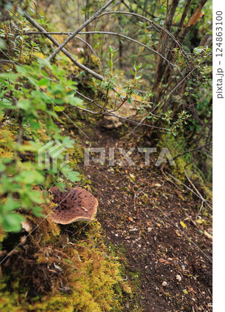 Wild sarcodon imbricatus,edible mushroom in forest of China 124863100
