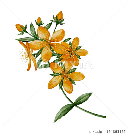 St. John's Wort, watercolor St. John's Wort, watercolor 124863185