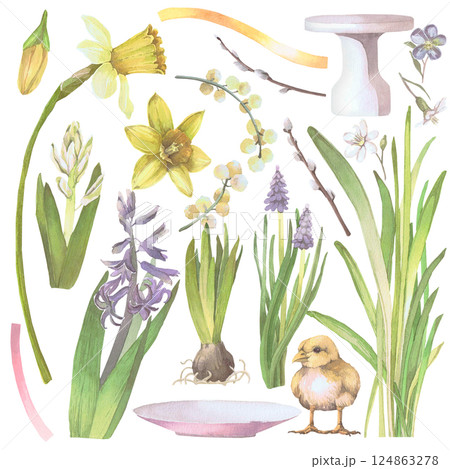 Narcissus, hyacinth, muscari, mimosa, cake stand, bulb watercolor illustration isolated on white. Spring flowers and elements hand drawn in pastel colors for Easter cards, packaging and holiday decor 124863278
