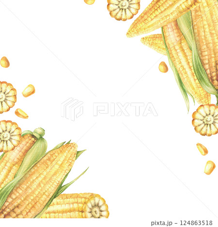 Corn cobs. Yellow sweet cut, whole maize cob and kernel square frame. Seeds and green leaves, husks of sweet corn plant Watercolor painted illustration Template for food label Isolated from background 124863518