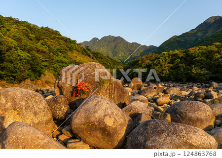 新緑と朝日　宮之浦川渓谷　洋上アルプス屋久島 124863768