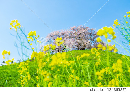 丸墓山古墳の桜（さきたま古墳公園） 124863872