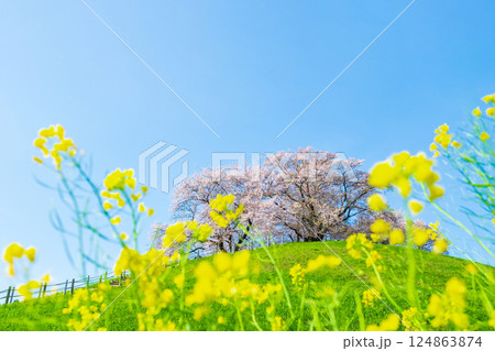 丸墓山古墳の桜（さきたま古墳公園） 124863874