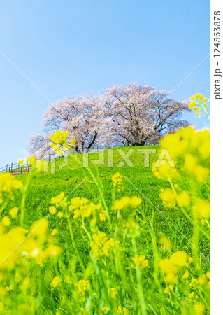 丸墓山古墳の桜(さきたま古墳公園) 丸墓山古墳の桜(さきたま古墳公園) 124863878