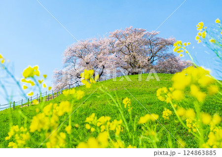 丸墓山古墳の桜（さきたま古墳公園） 124863885