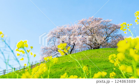 丸墓山古墳の桜（さきたま古墳公園） 124863889