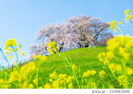 丸墓山古墳の桜（さきたま古墳公園） 124863890