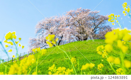 丸墓山古墳の桜(さきたま古墳公園) 丸墓山古墳の桜(さきたま古墳公園) 124863891