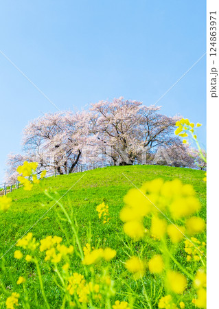 丸墓山古墳の桜（さきたま古墳公園） 124863971