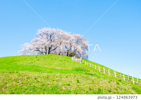 丸墓山古墳の桜（さきたま古墳公園） 124863973