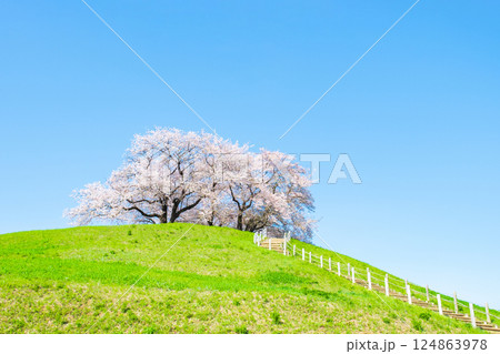 丸墓山古墳の桜（さきたま古墳公園） 124863978