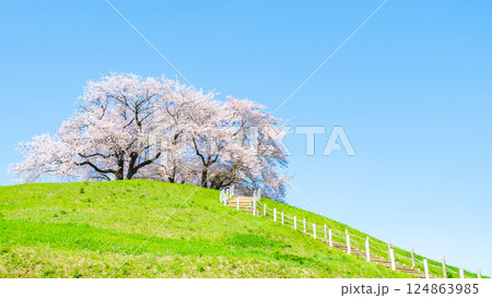 丸墓山古墳の桜（さきたま古墳公園） 124863985