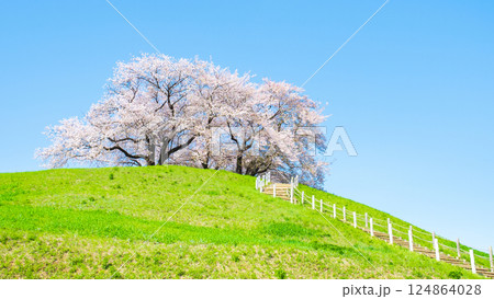 丸墓山古墳の桜（さきたま古墳公園） 124864028