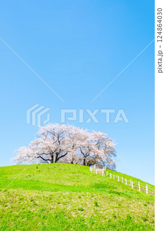 丸墓山古墳の桜（さきたま古墳公園） 124864030